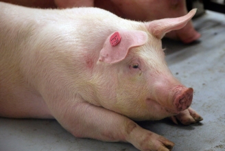 Schweinefleisch im Döner: 7 von 20 Schweizer Kebab-Proben positiv getestet