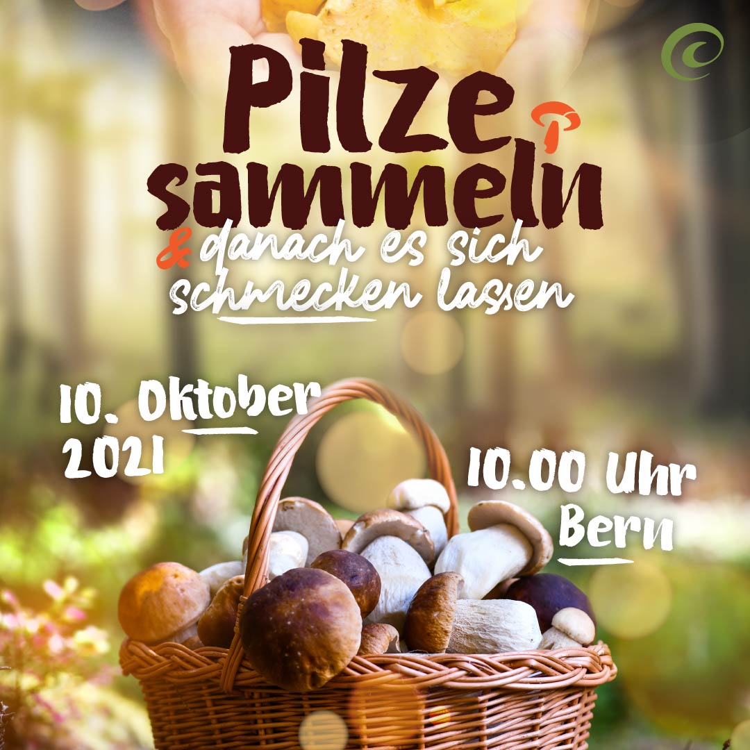 Gemeinsam Pilze sammeln in Bern